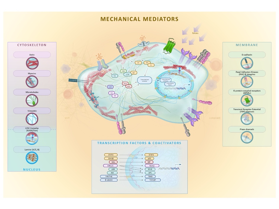 Diagram from The Mechanome providing an overview of the project scope and approach.